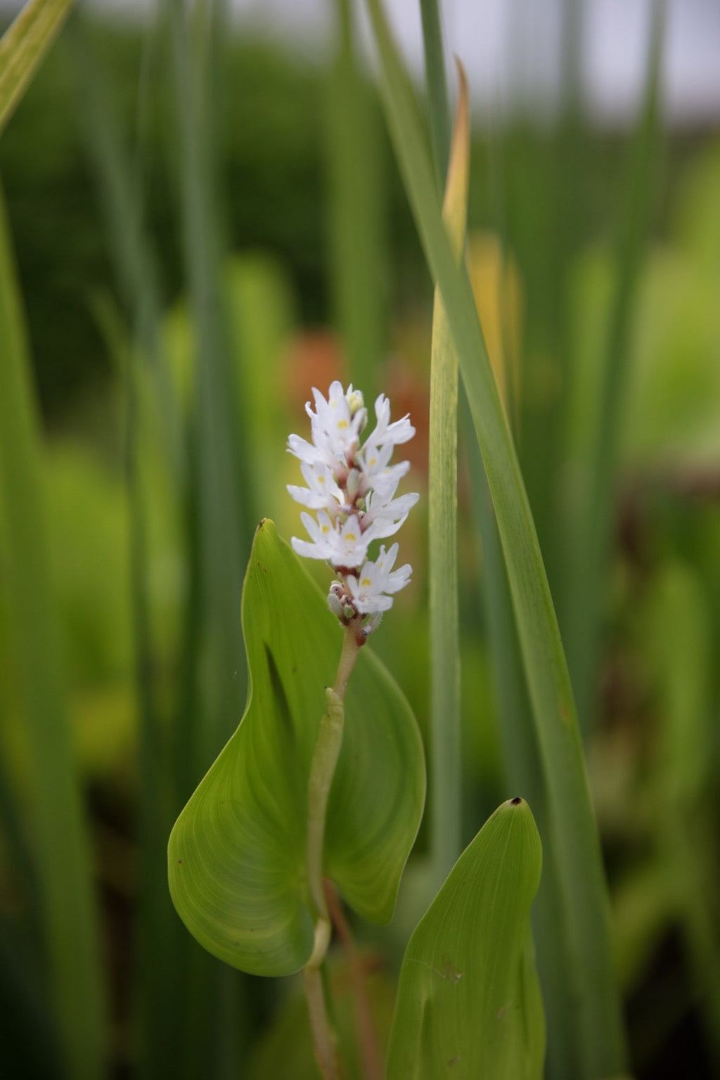 Pontederia cordata 'Alba'