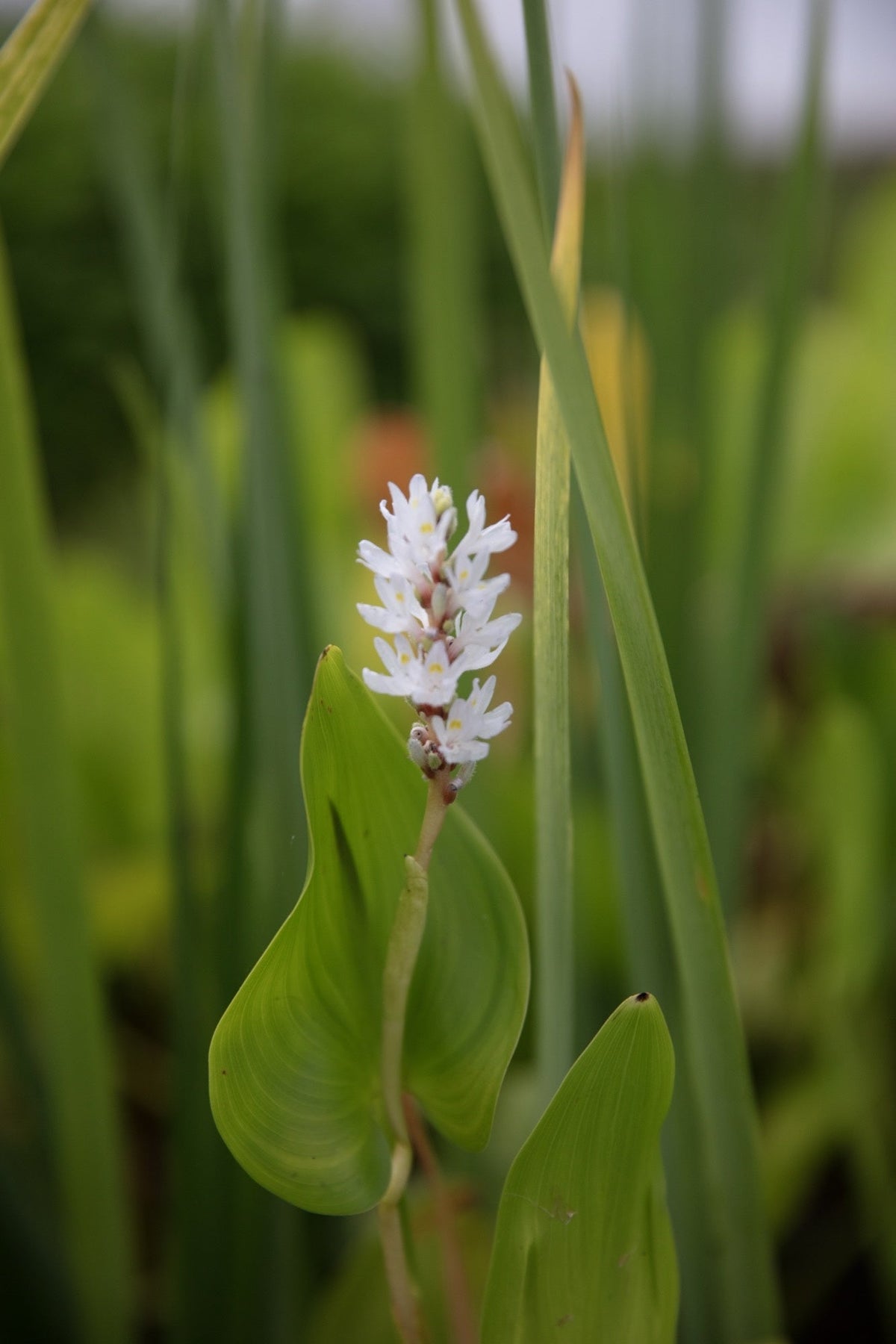 Pontederia cordata 'Alba'