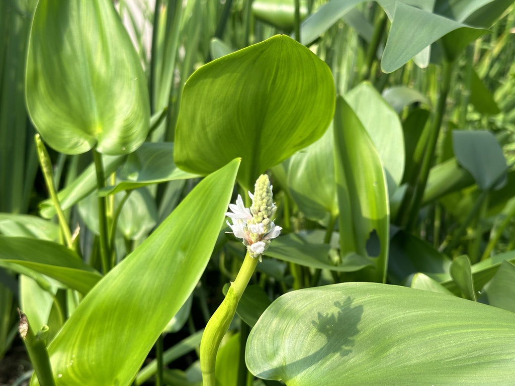 Pontederia cordata 'Alba'