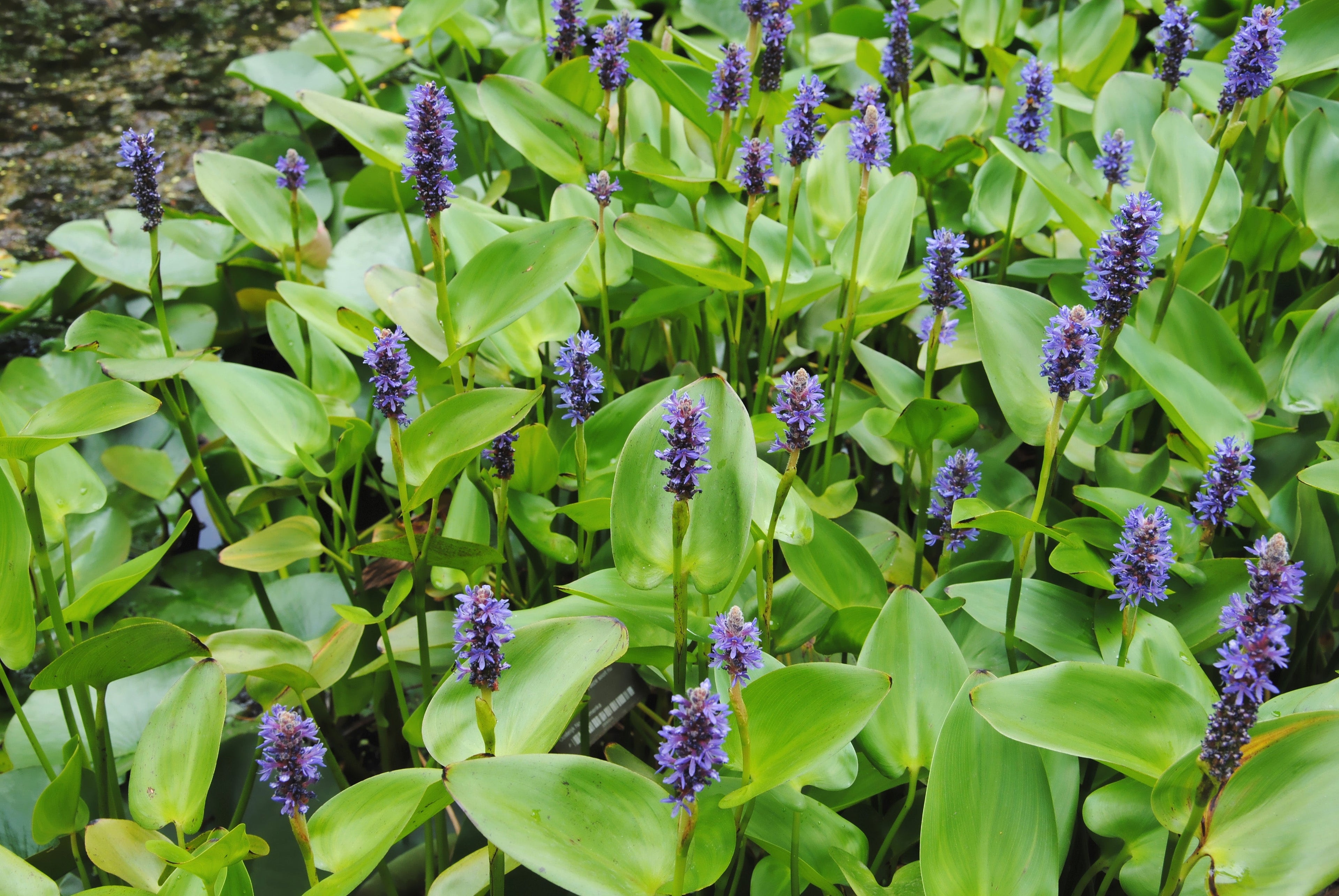 Pontederia cordata 'Auzea'