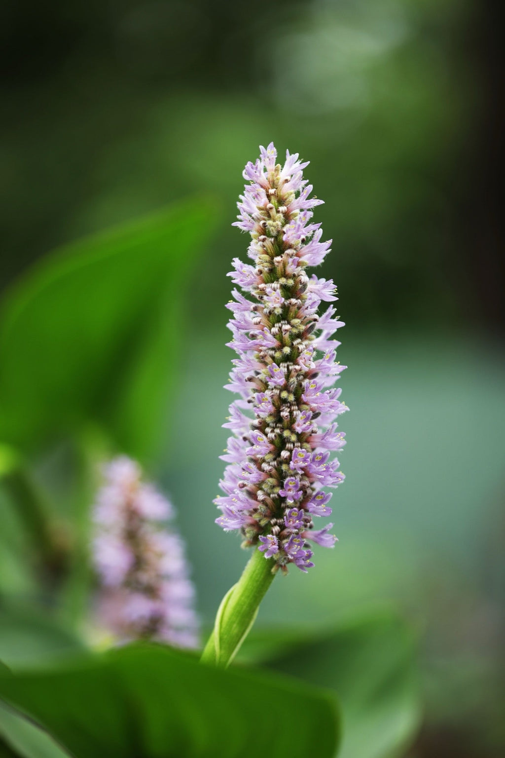 Pontederia cordata 'Pink'