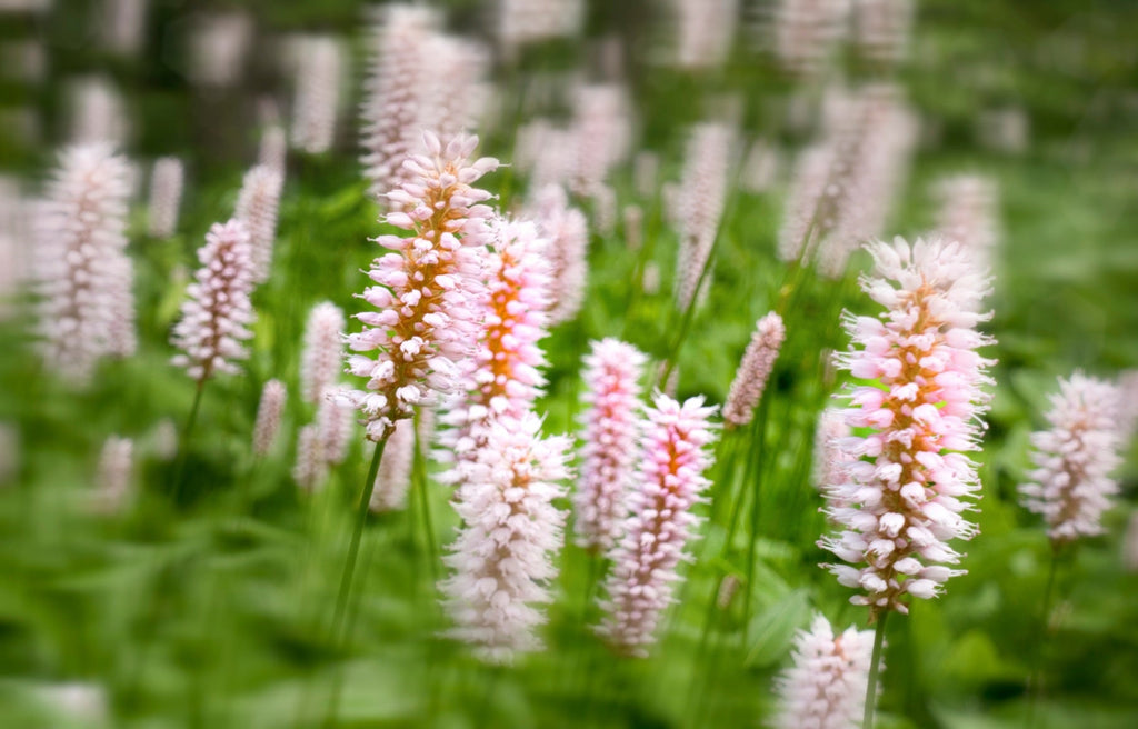 Pontederia cordata 'Pink'