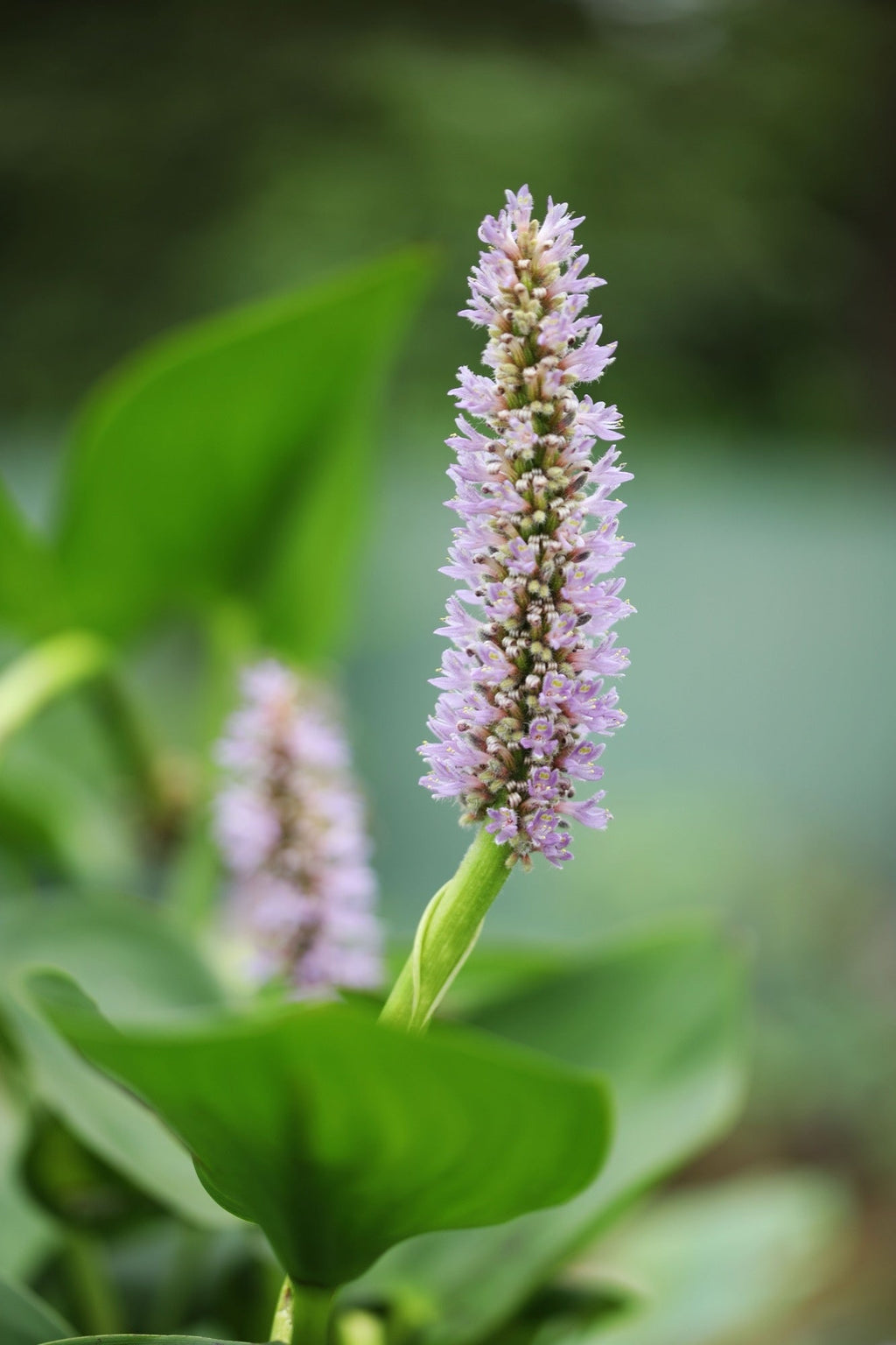 Pontederia cordata 'Pink'