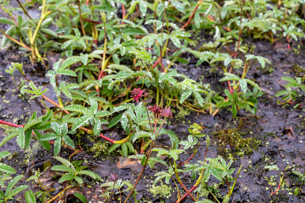 Potentilla palustris