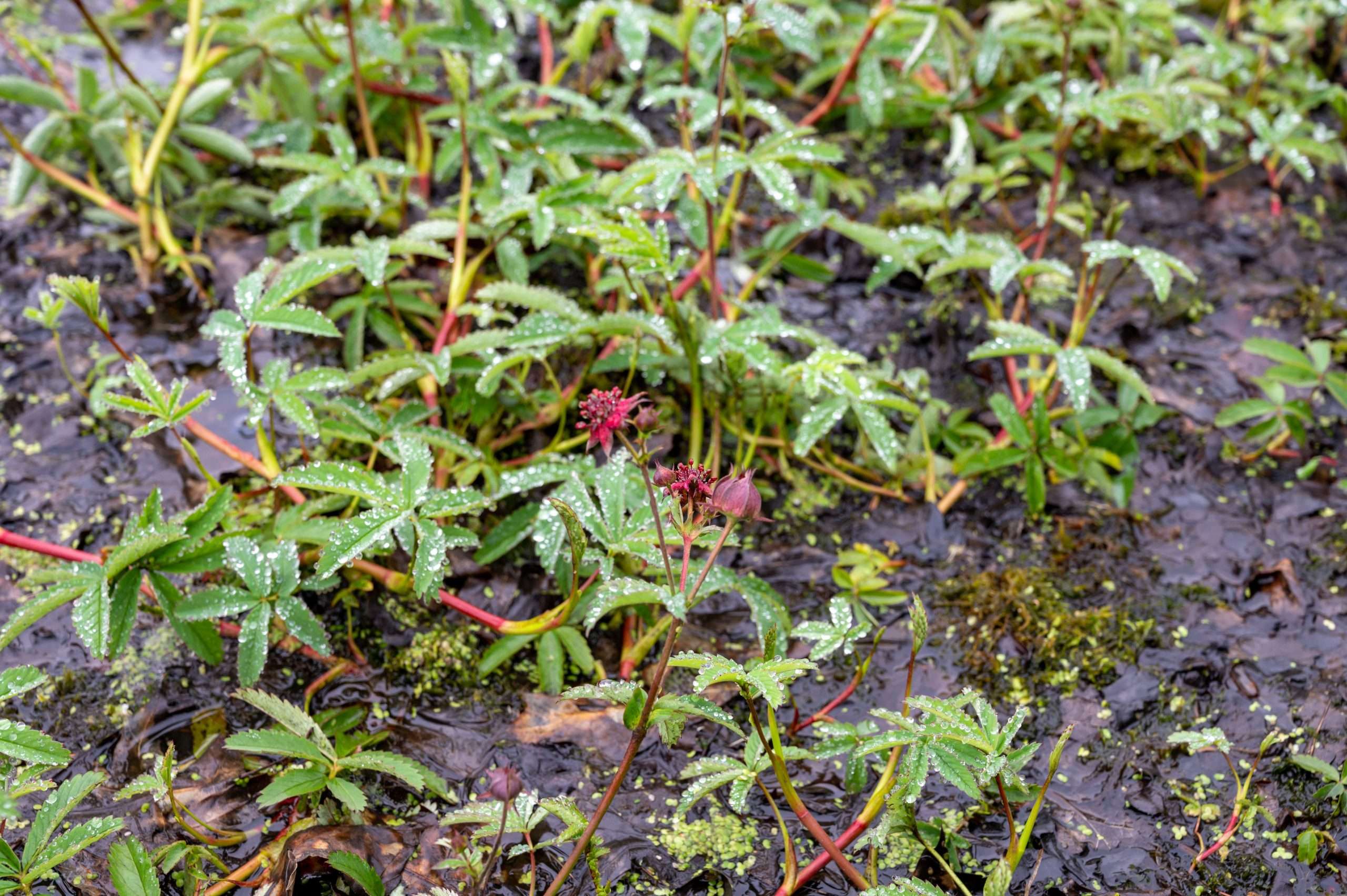 Potentilla palustris
