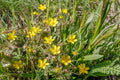 Potentilla hippiana
