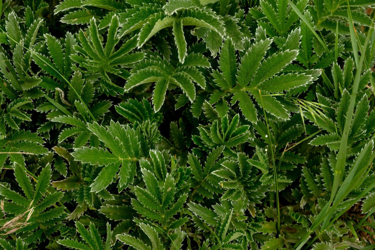Potentilla hippiana