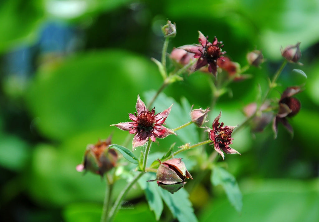 Potentilla palustris