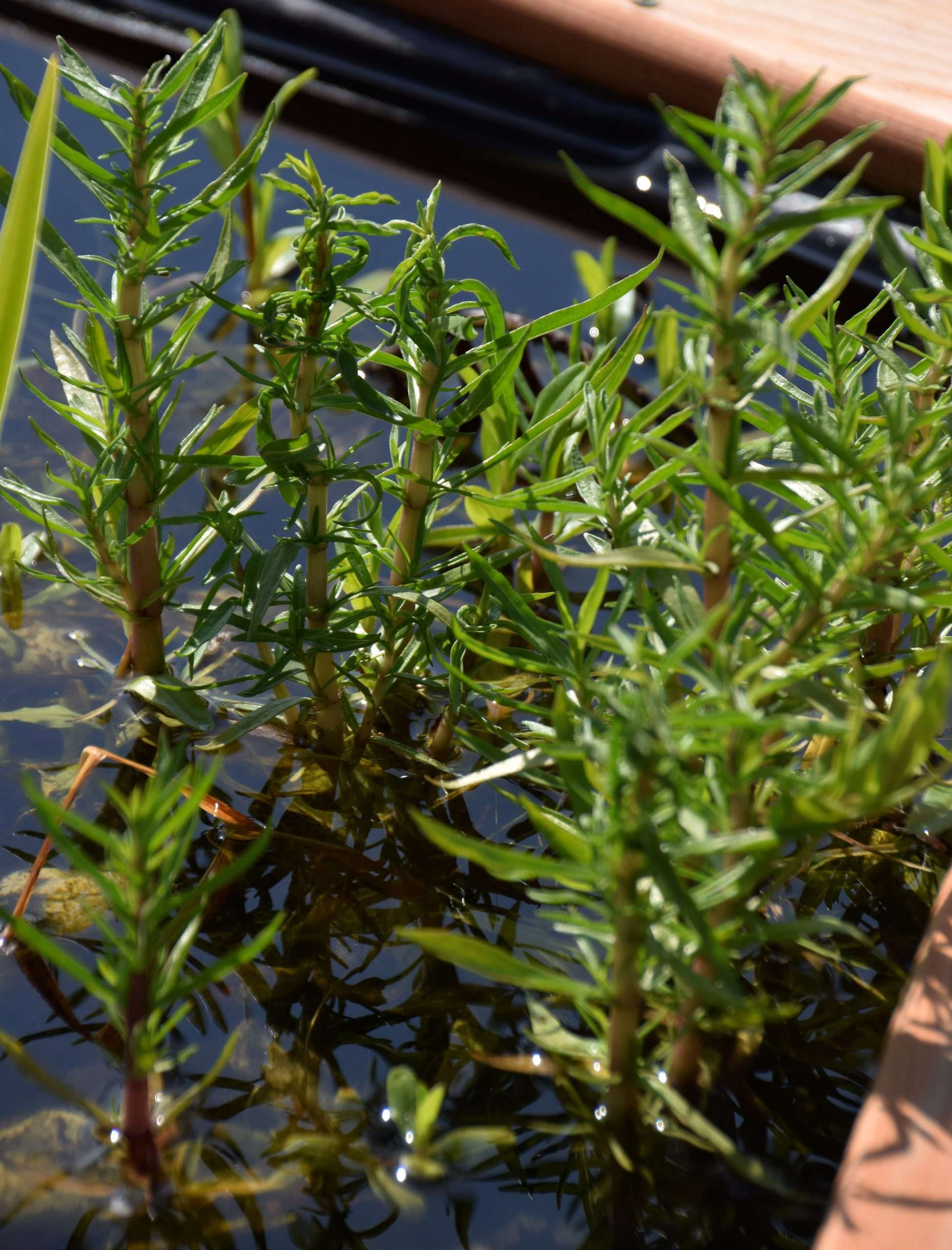 Preslia cervina (Mentha cervina)