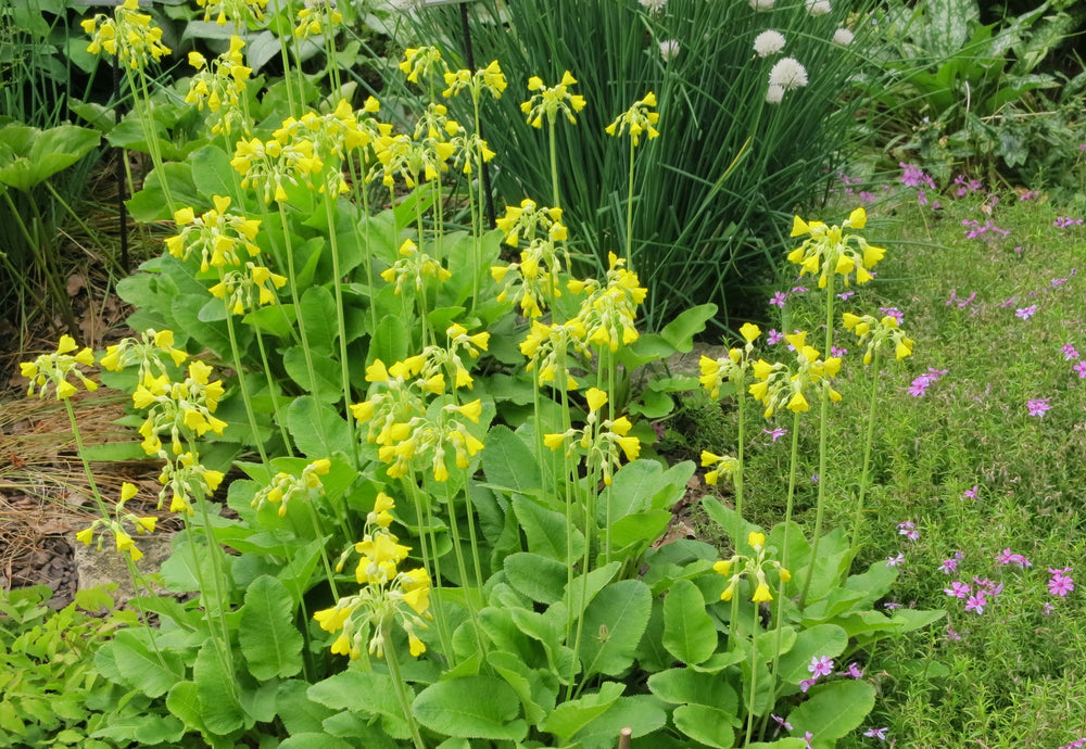 Primula florindae