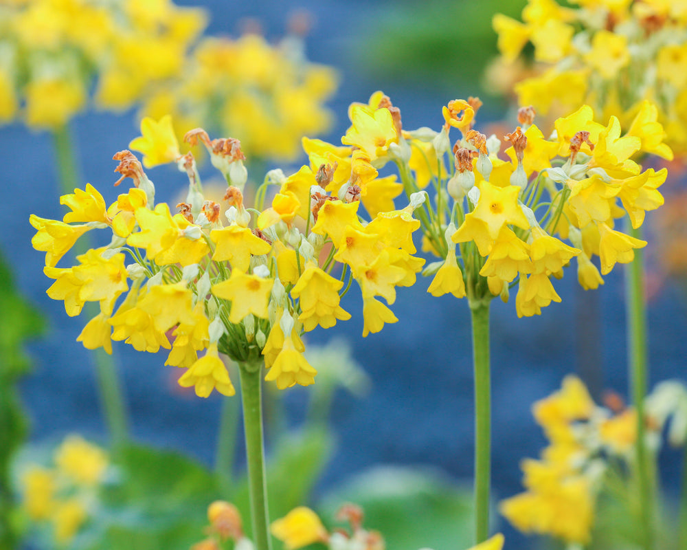 Primula florindae
