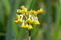 Primula florindae