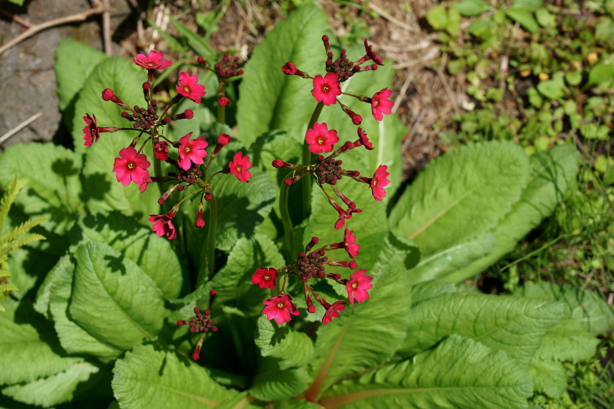 Primula japonica