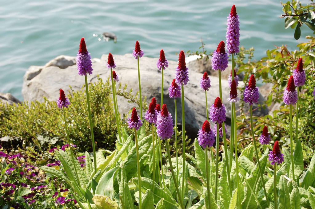 Primula vialii