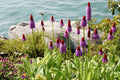 Primula vialii