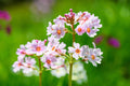 Primula japonica 'Apple Blossom'