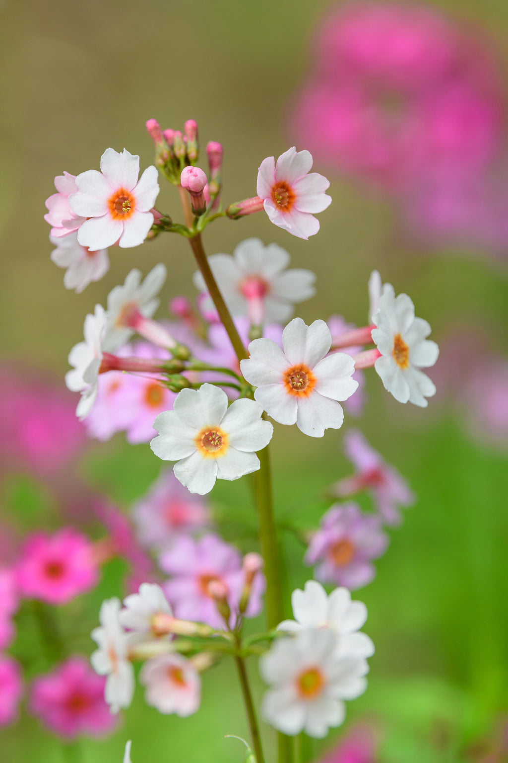 Primula japonica 'Apple Blossom'