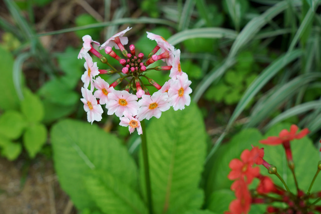 Primula japonica 'Apple Blossom'