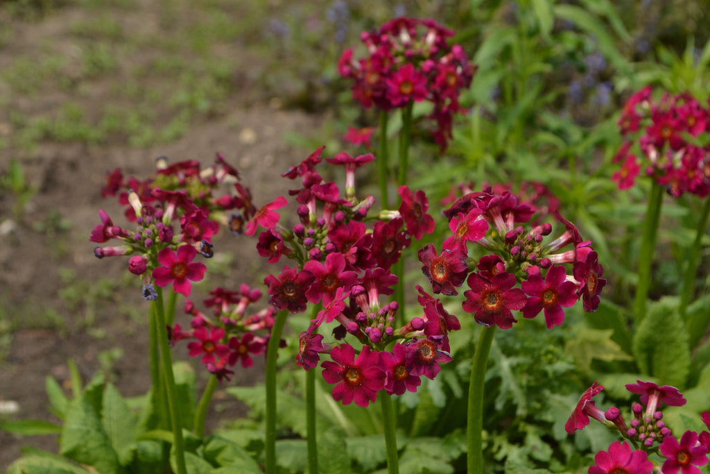 Primula japonica 'Millers Crimson'