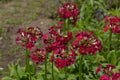 Primula japonica 'Millers Crimson'
