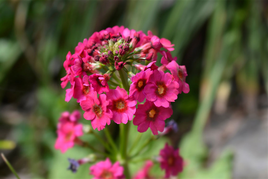 Primula japonica 'Millers Crimson'