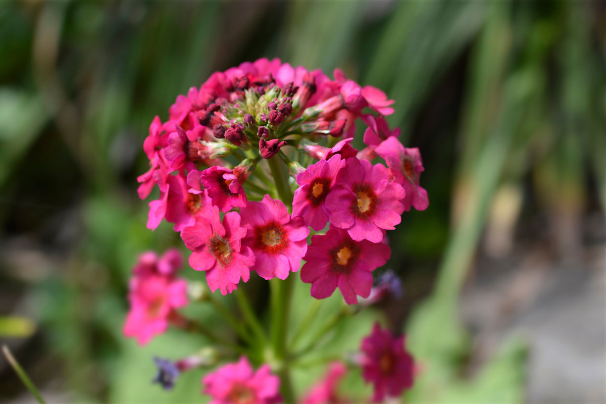 Primula japonica 'Millers Crimson'