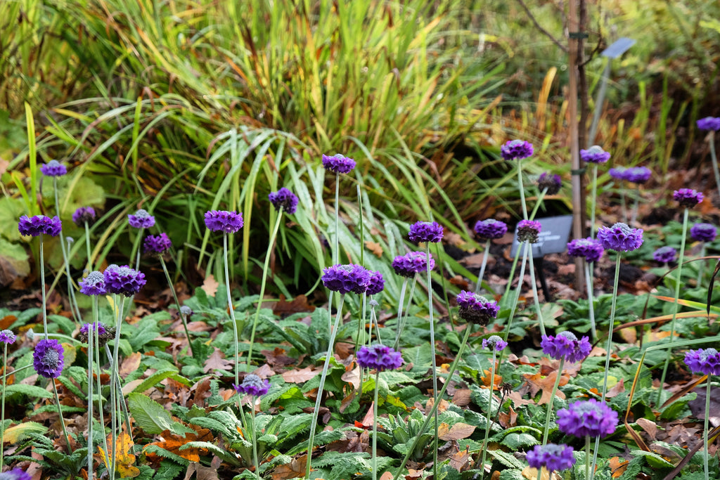 Primula capitata