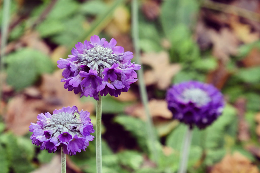 Primula capitata