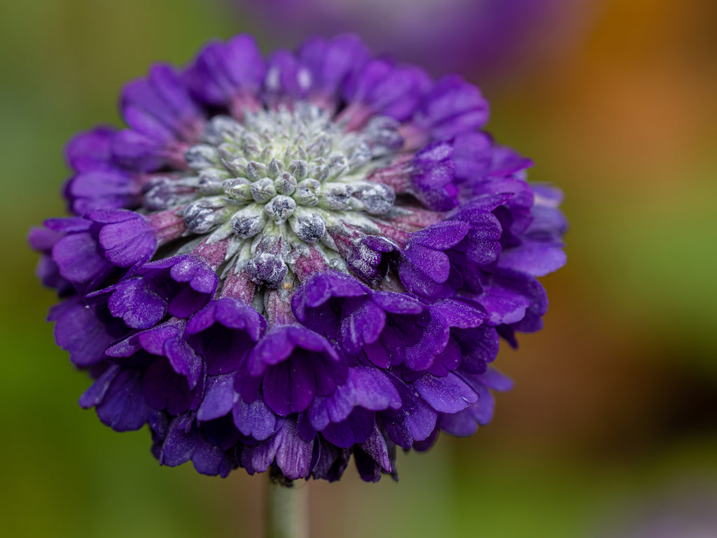 Primula capitata