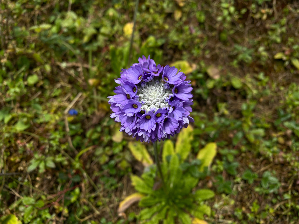 Primula capitata