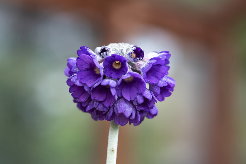 Primula capitata