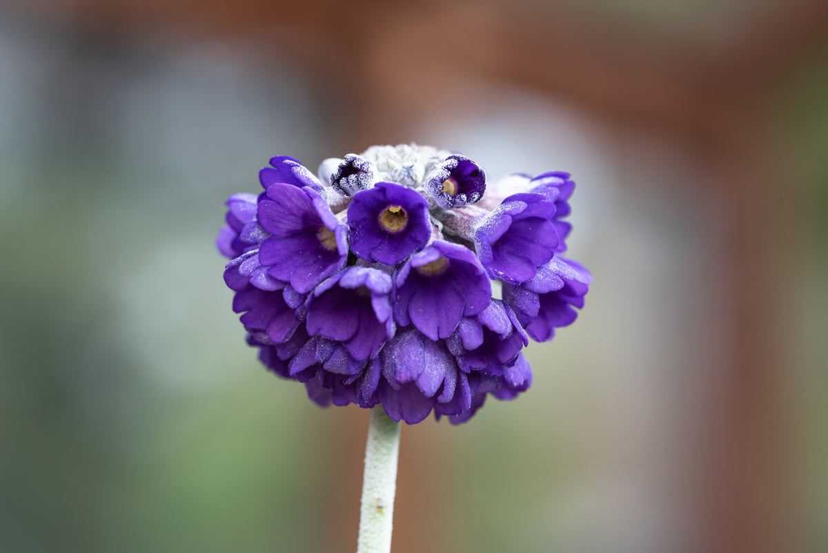 Primula capitata