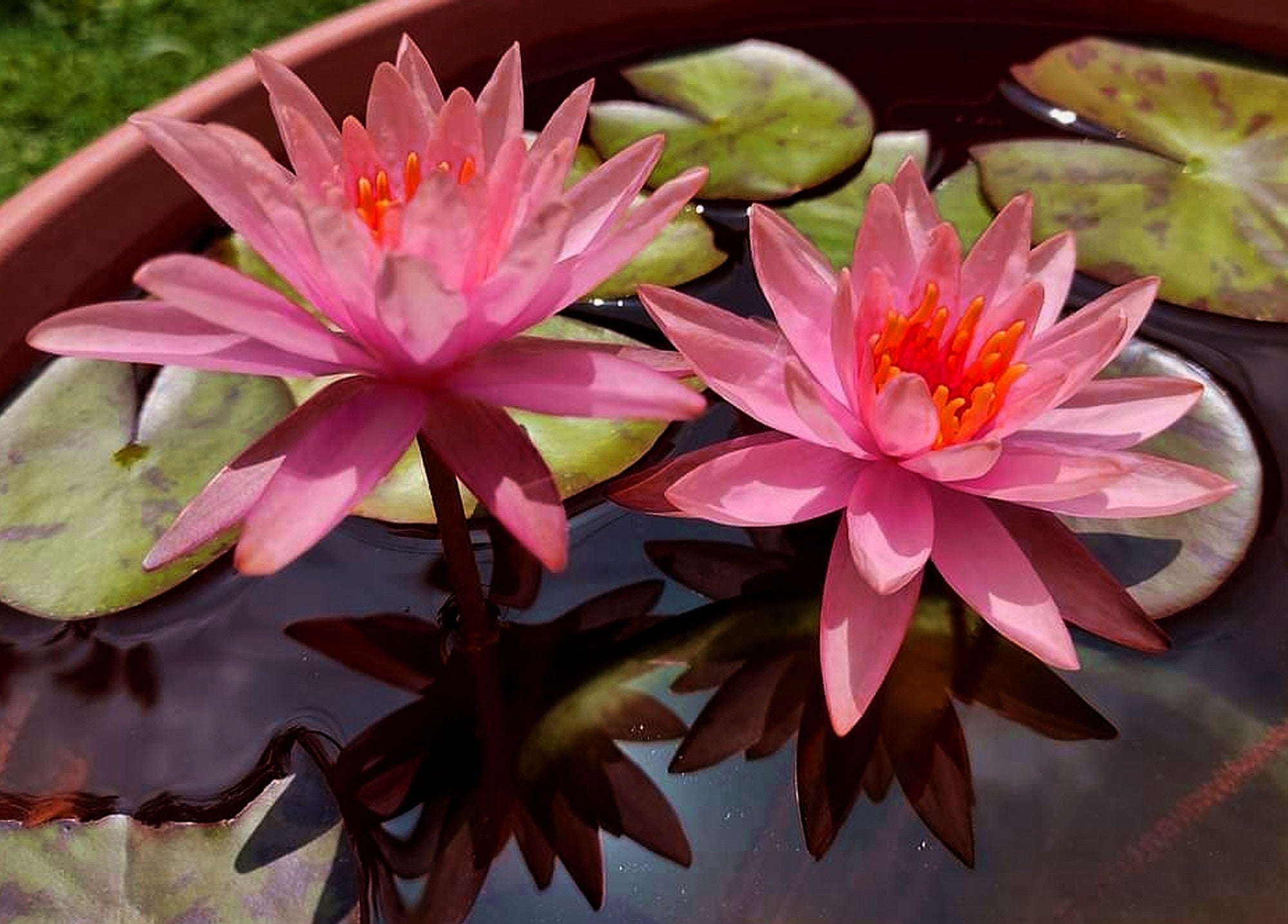Nymphaea 'Princess Elizabeth'