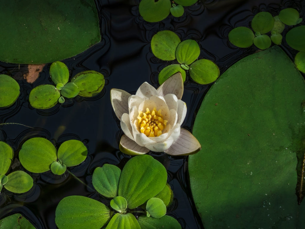 Nymphaea 'Pygmaea Alba (Canina)'