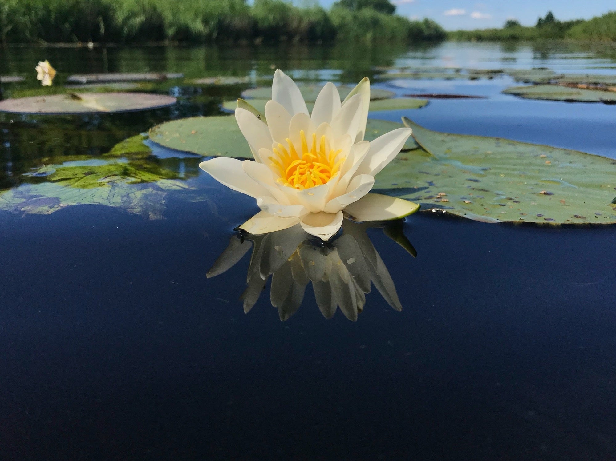 Nymphaea 'Pygmaea Helvola'