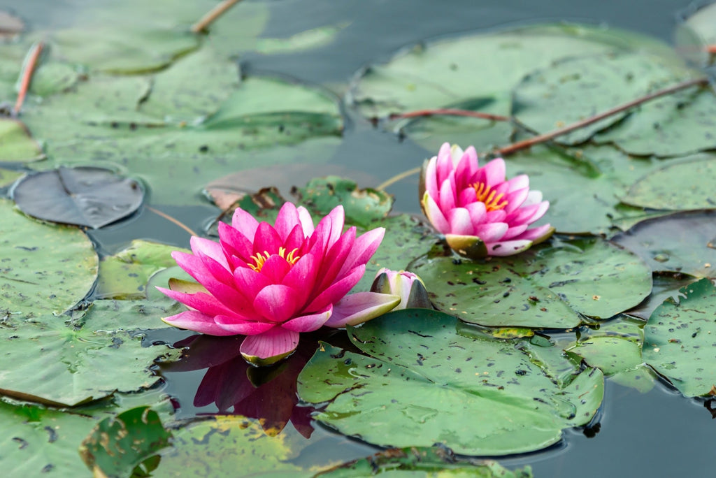 Nymphaea 'Pygmaea Rubra'