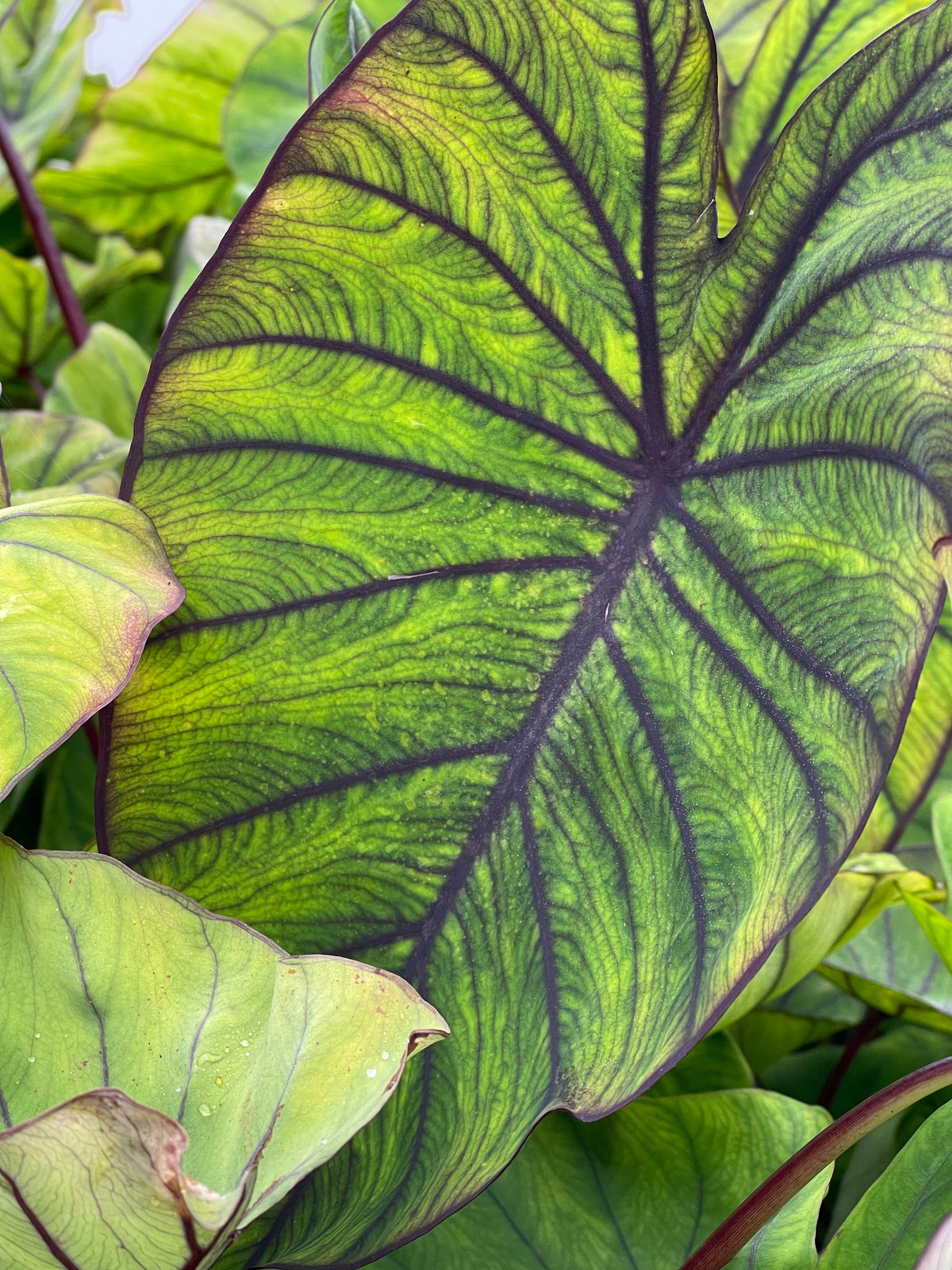 Colocasia 'RH Aloha'