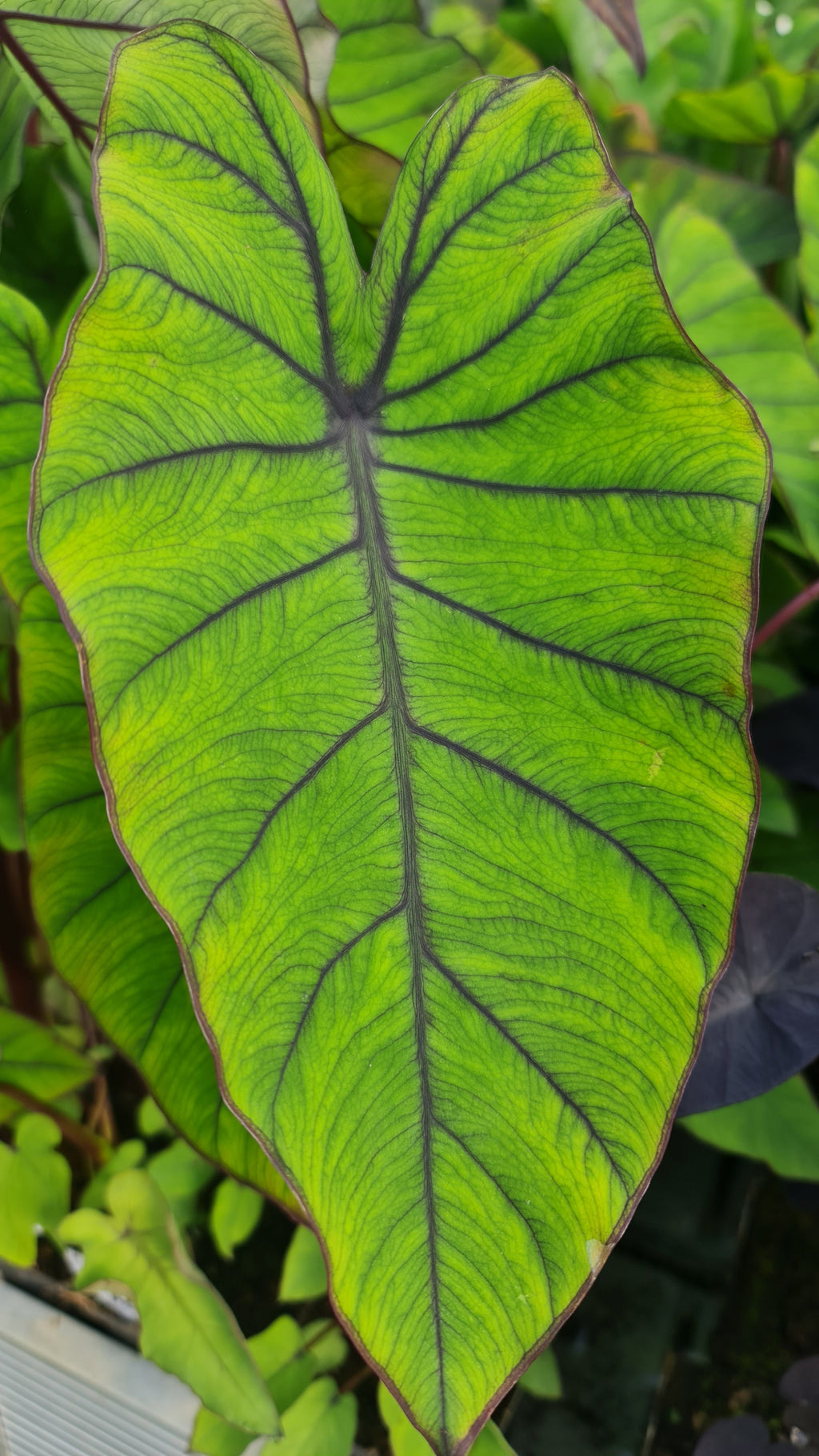 Colocasia 'RH Aloha'
