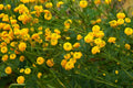 Ranunculus acris