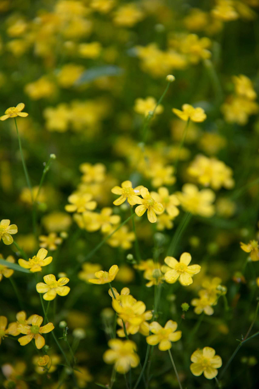 Ranunculus flammula