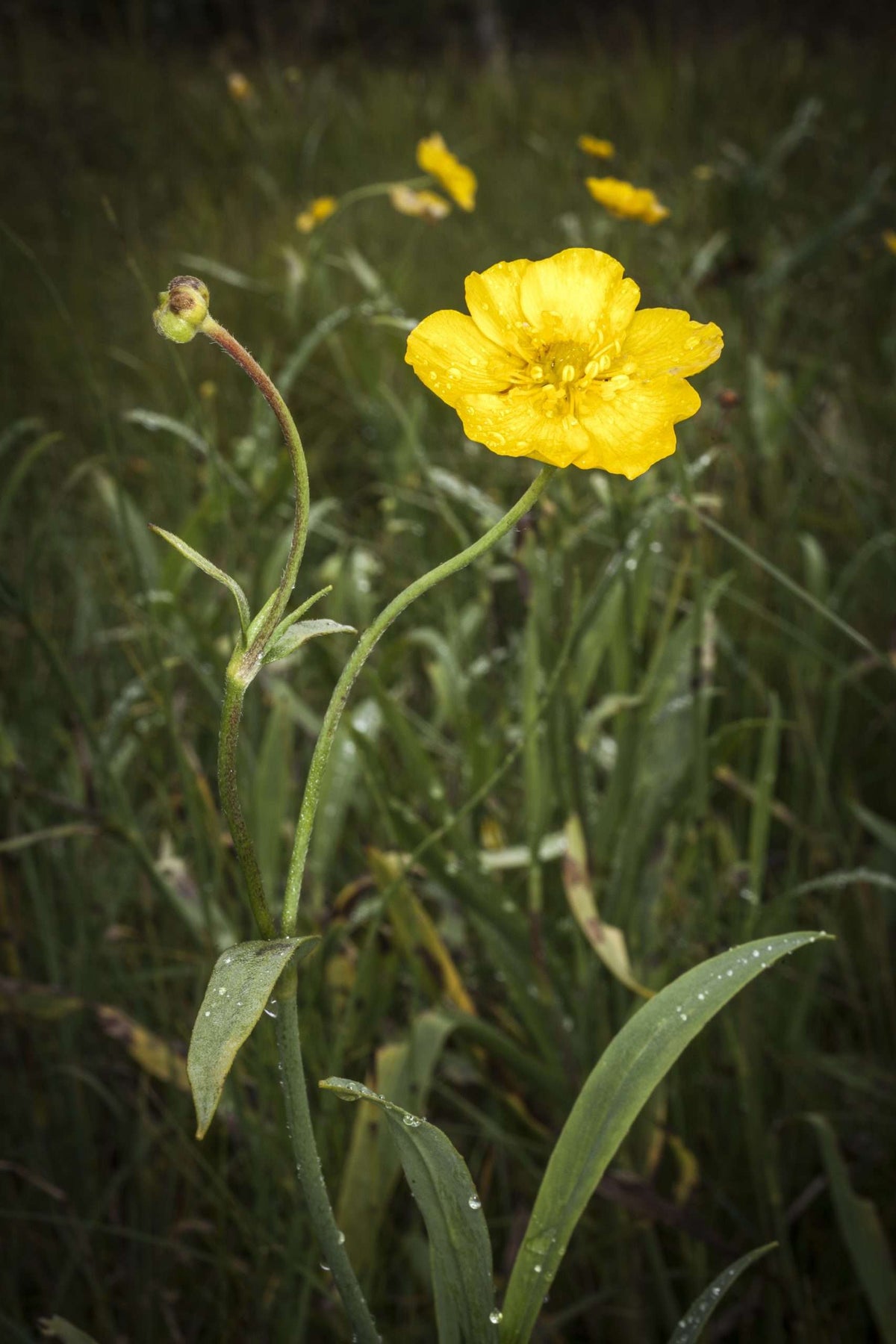 Ranunculus lingua 'Grandiflorus'