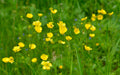 Ranunculus flammula