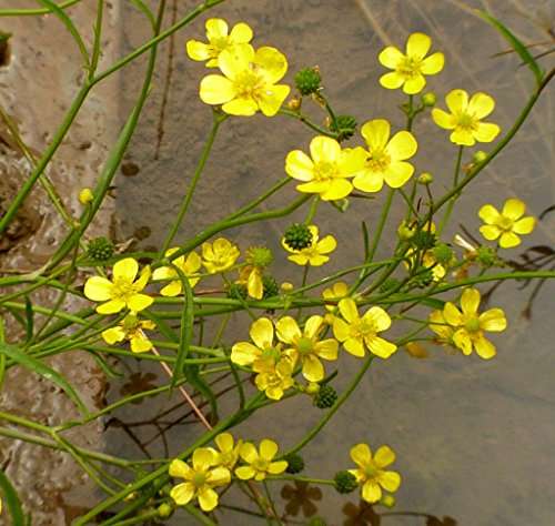 Ranunculus flammula
