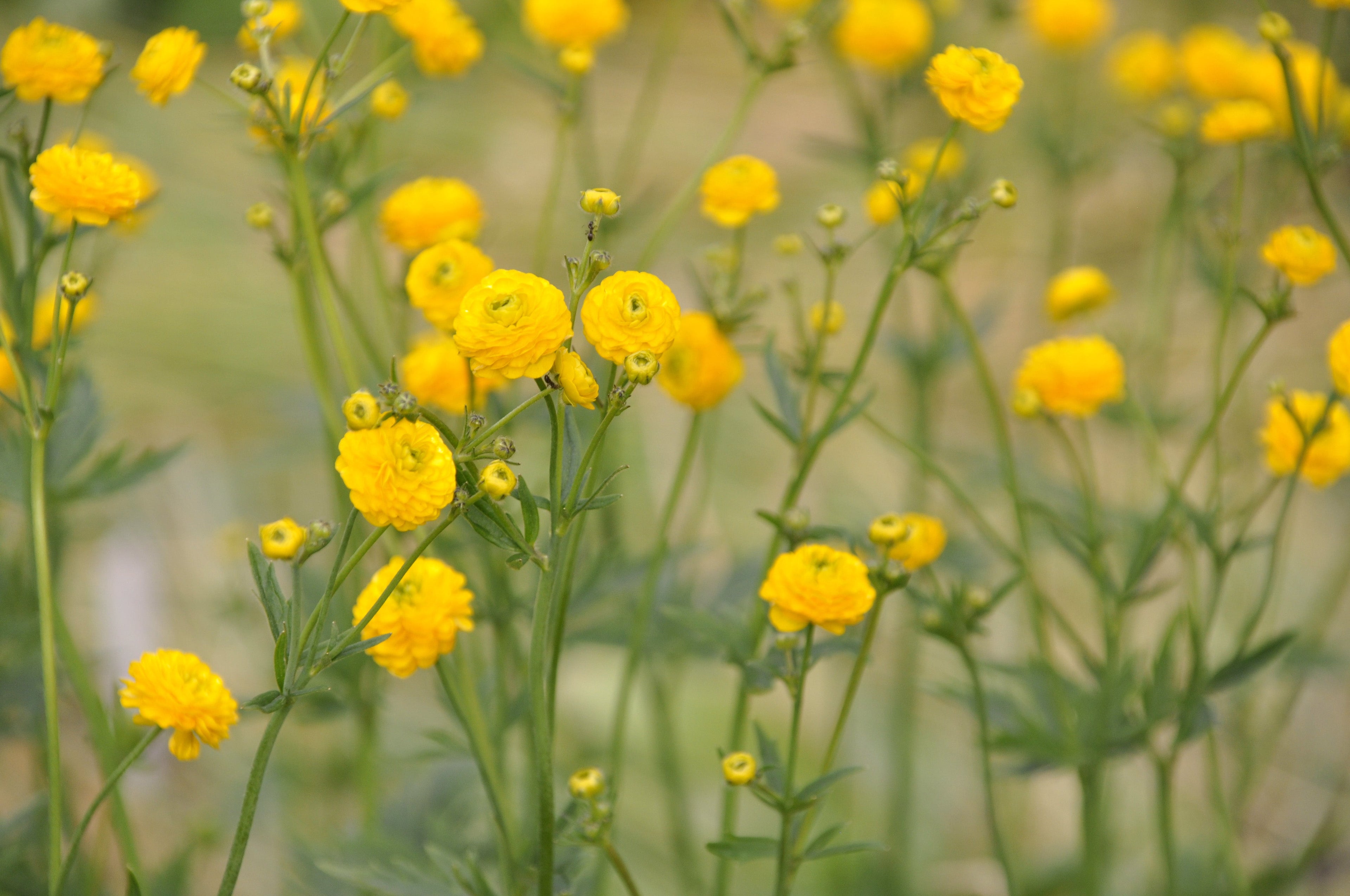 Ranunculus acris