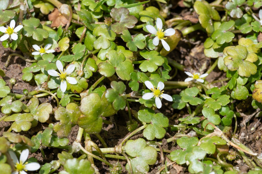 Ranunculus hederaceus