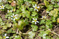 Ranunculus hederaceus