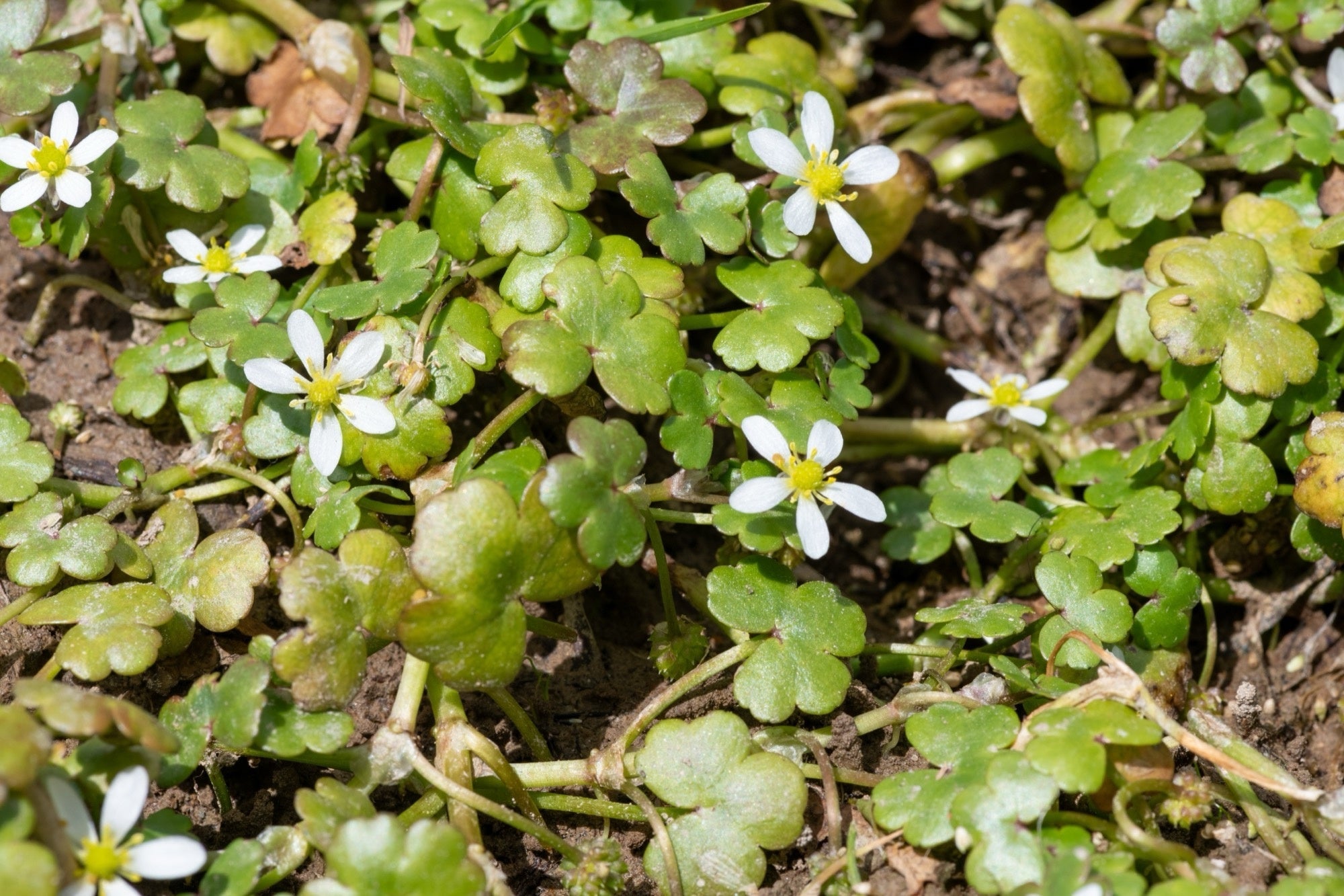 Ranunculus hederaceus