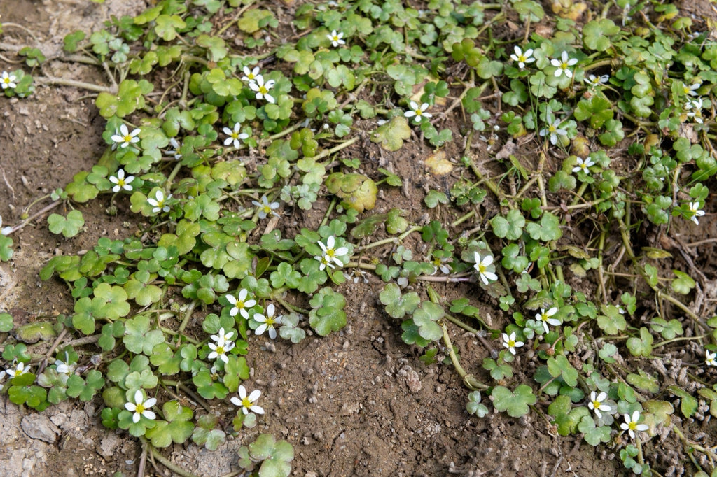Ranunculus hederaceus