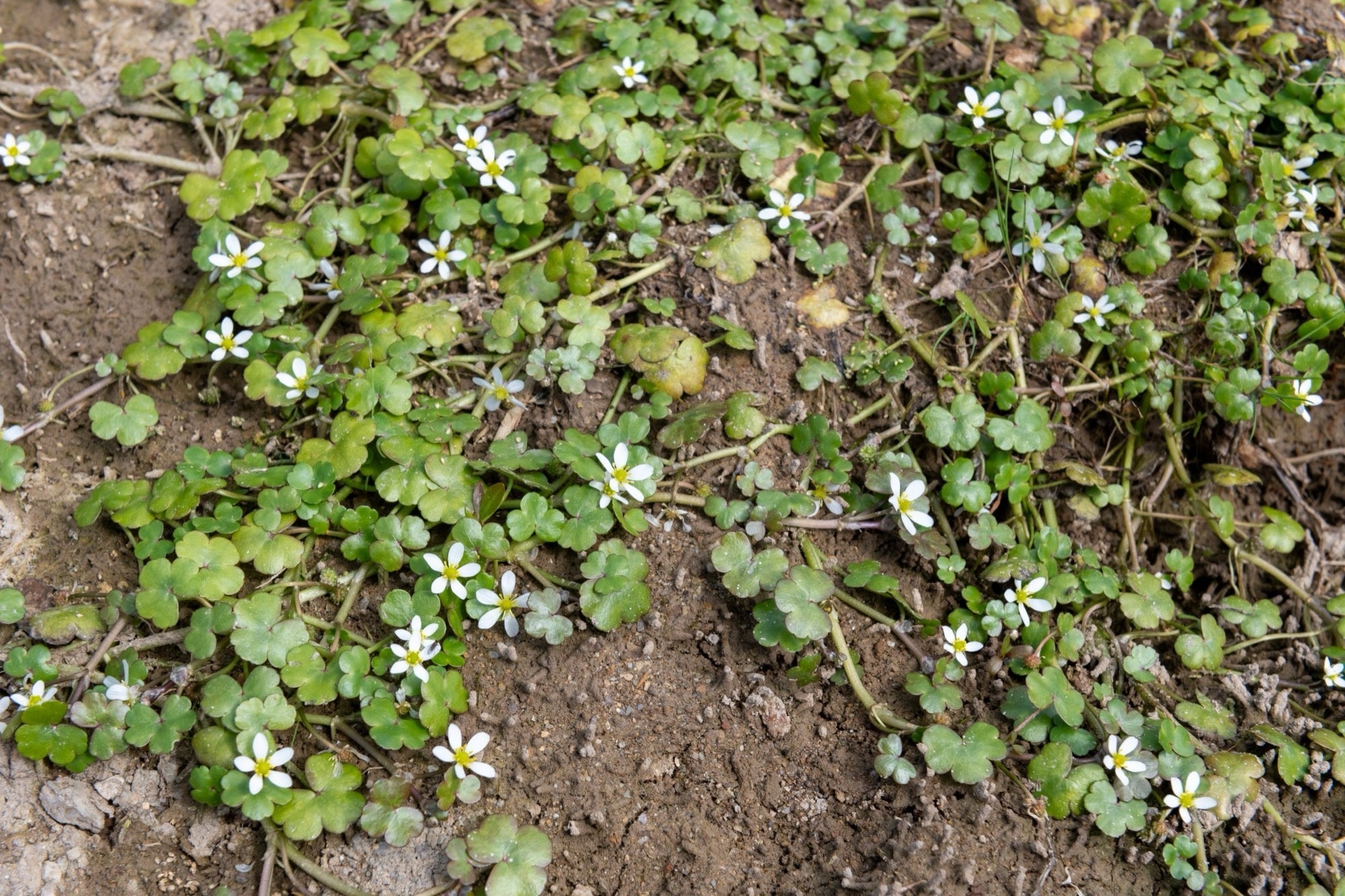 Ranunculus hederaceus