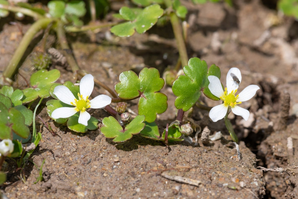 Ranunculus hederaceus